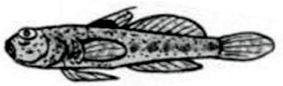 Vanneaugobius pruvoti